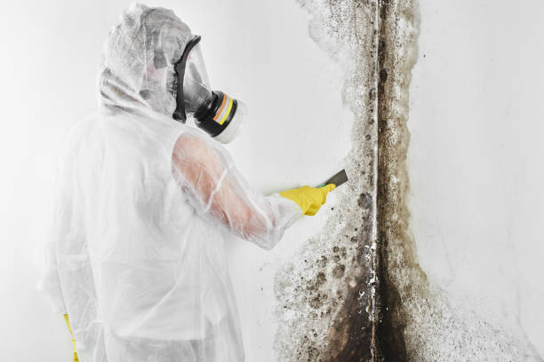 Trusted Bull Run Mountain Estates, VA Mold Remediation Experts